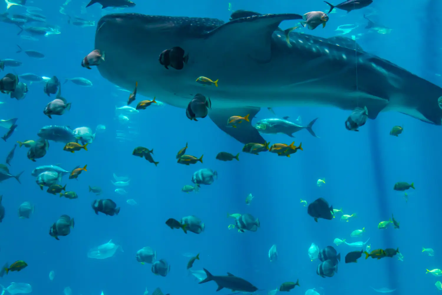 A Huge Blue Fish Tank Where A Very Large Shark And 2024 12 04 11 04 04 Utc